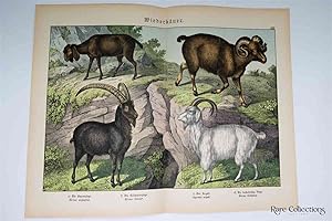 Naturgeschichte Des Tierreichs, or Natural History of the Animal Realm (Mammals XXV)