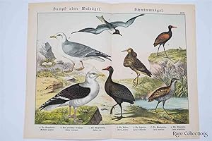 Naturgeschichte Des Tierreichs, or Natural History of the Animal Realm (Birds XXVII)