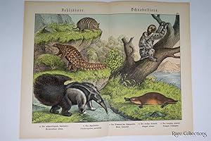 Naturgeschichte Des Tierreichs, or Natural History of the Animal Realm (Mammals XV)