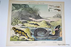 Naturgeschichte Des Tierreichs, or Natural History of the Animal Realm (Salamanders VI)