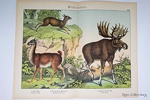 Naturgeschichte Des Tierreichs, or Natural History of the Animal Realm (Mammals XIX)