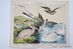 Naturgeschichte Des Tierreichs, or Natural History of the Animal Realm (Birds XXVIII)