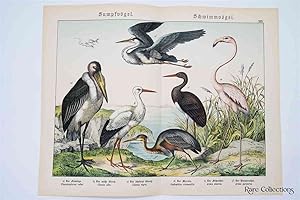 Naturgeschichte Des Tierreichs, or Natural History of the Animal Realm (Birds XXV)