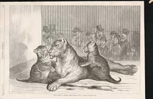 Image du vendeur pour Young Lions in Central Park, New York August 28 1877 mis en vente par Wittenborn Art Books