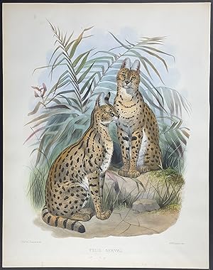 approx. 19 x 27 cm Serval Original vintage print - mammal  vintage  deko