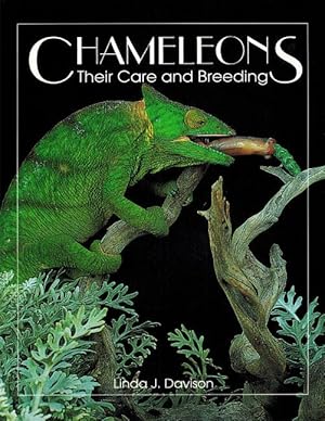 Bild des Verkufers fr Chameleons zum Verkauf von moluna