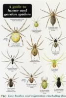 Seller image for A Guide to House and Garden Spiders for sale by moluna