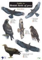 Bild des Verkufers fr Guide to British Birds of Prey zum Verkauf von moluna