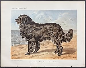 Dog - Newfoundland Dog