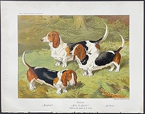 Dog - Basset Hounds