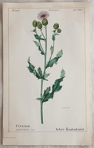 Cirsium arvense,