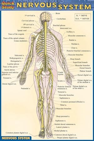 Seller image for Nervous System Quick Reference Guide for sale by GreatBookPrices