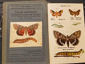 Atlas der einheimischen Schmetterlinge und Raupen Teil II mit Farbtafeln Raupen u. Schmetterlinge...