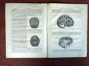 Imagen del vendedor de The Science of Phrenology, pt 3., an article from the 1853 Imperial Journal of Art, Science, Mechanics and Engineering. a la venta por Tony Hutchinson