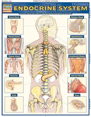 Seller image for Endocrine System for sale by GreatBookPrices