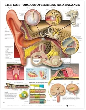 Imagen del vendedor de The The Ear: Organs of Hearing and Balance Anatomical Chart a la venta por GreatBookPrices