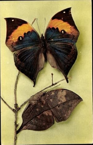 Bild des Verkufers fr Ansichtskarte / Postkarte Braun schwarz gelber Schmetterling Kallima Inachus zum Verkauf von akpool GmbH