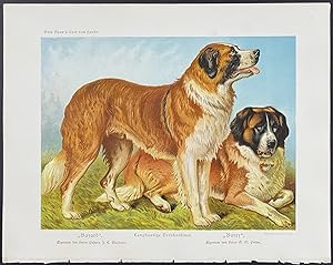 Dog - Saint Bernard