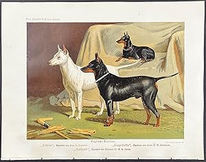 Dog - English Terriers