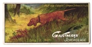 Seller image for Sammelbild Gartmann Schokolade, Jagdhund auf der Fhrte for sale by Bartko-Reher