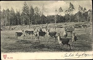 Ansichtskarte / Postkarte Hirsche und Rehe, Waldpartie, Wiese