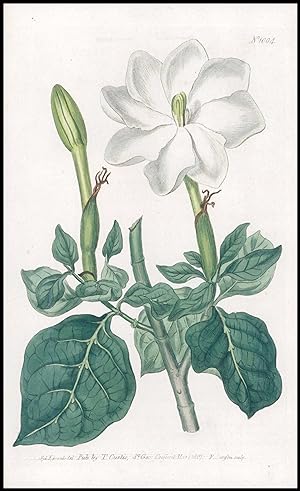 Seller image for 1808 CURTIS Botanical GARDENIA THUNBERGIA Starry Pl 1004 (CB3/115) for sale by Antique Paper Company