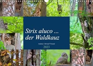 Seller image for Strix aluco . der Waldkauz (Wandkalender 2023 DIN A3 quer) : Eulen, aufgenommen in freier Wildbahn. (Monatskalender, 14 Seiten ) for sale by AHA-BUCH GmbH