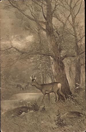 Ansichtskarte / Postkarte Junger Hirsch im Wald