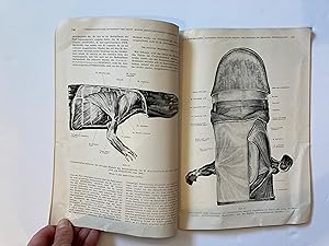 Seller image for ANATOMISCHE STUDIEN AN DER SCHULTER - UND HALSREGION DER JAPANISCHEN RIESENSALAMANDERS /Cryptobranchus japonicus / Japanese giant salamander 3 papers on anatomy/ Andrias for sale by Paul Gritis Books