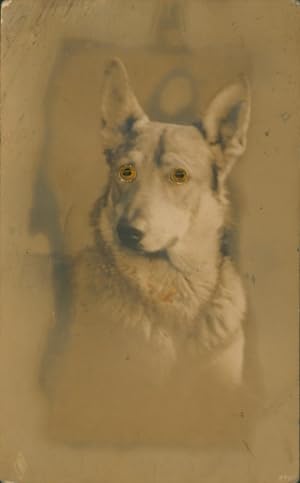 Wackelaugen Ansichtskarte / Postkarte Schäferhund, Portrait