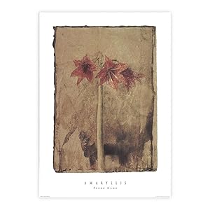 Amaryllis - Pedro Cano