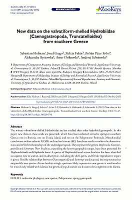 Bild des Verkufers fr New data on the valvatiform-shelled Hydrobiidae (Caenogastropoda, Truncatelloidea) from southern Greece zum Verkauf von ConchBooks