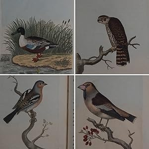 British Ornithology: being the History with a coloured representation of every known Species of B...