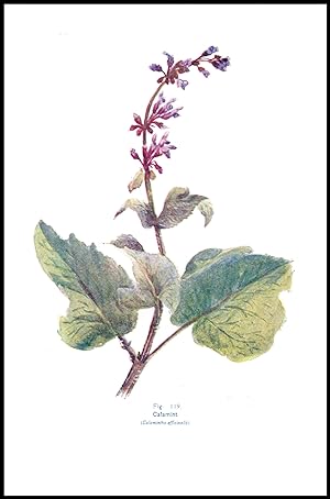 Seller image for 1910 Antique Print BOTANICAL CALAMINT Calamintha Officinalis HENSLOW (BWF2-119) for sale by Antique Paper Company