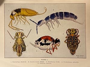 Primitive Insects Of South Australia; Silverfish, Springtails, and their Allies