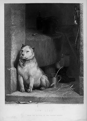 LOW LIFE PITBULL After LANDSEER Engraved by BECKWITH,1849 Steel Engraving