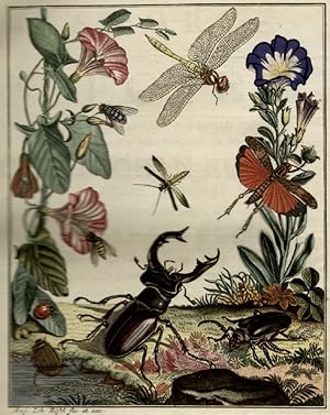 De natuurlyke Historie der Insecten. 4 Bde. in 8.