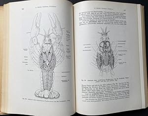 Bild des Verkufers fr Leitfaden fr das Zoologische Praktikum. 11. Auflage, bearbeitet von Ernst Matthes. Mit 191 Textabbildungen. zum Verkauf von Treptower Buecherkabinett Inh. Schultz Volha