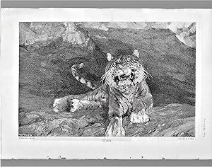Seller image for Tiger, Illustration for sale by Legacy Books II