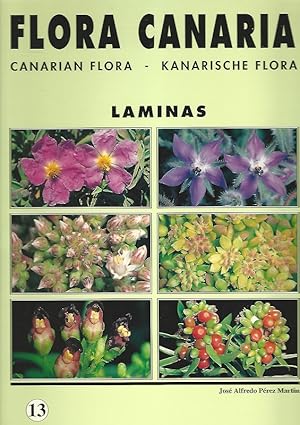 Flora Canaria. Kanarische Flora. Laminas. 13.