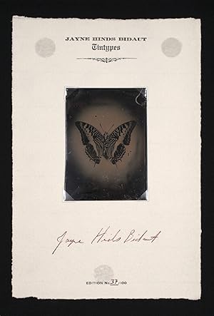 Jayne Hinds Bidaut: Tintypes Jayne Hinds Bidaut: Tintypes