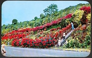 Seller image for Machado Gardens Kealakekua Kona HI postcard 1959 for sale by The Jumping Frog