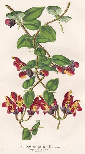 Seller image for "Aeschynanthus tricolor" - Lipstick plant Borneo flower Blume flowers Bumen botanical Botanik Botanical Botany for sale by Antiquariat Steffen Vlkel GmbH