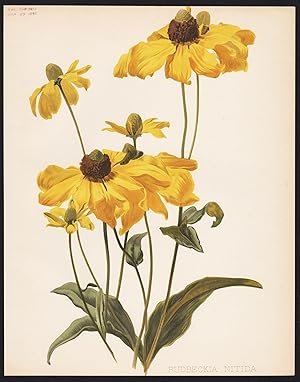 Imagen del vendedor de "Rudbeckia Nitida" - Cutleaf coneflower North America Schlitzblttriger Sonnenhut flowers Blumen flower Blume botanical Botanik Botany a la venta por Antiquariat Steffen Vlkel GmbH