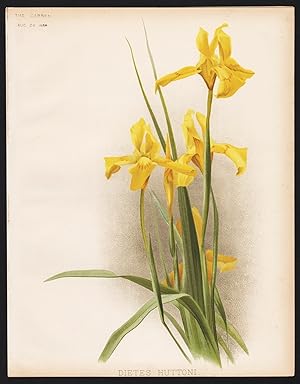 Imagen del vendedor de "Dietes Huttoni" - wild Iris flowers Blumen flower Blume botanical Botanik Botany a la venta por Antiquariat Steffen Vlkel GmbH