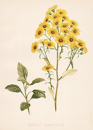 Imagen del vendedor de "Senecio Laxifolius" - flowers Blumen flower Blume botanical Botanik Botany a la venta por Antiquariat Steffen Vlkel GmbH