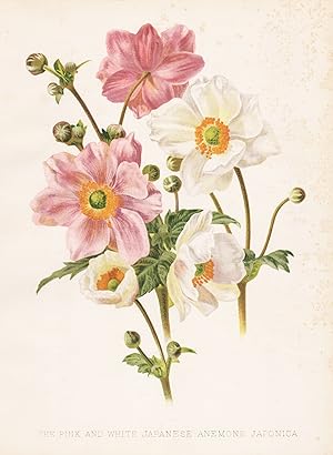 Immagine del venditore per The Pink and White Japanese Anemone Japonica" - Eriocapitella hupehensis Japan flowers Blumen flower Blume botanical Botanik Botany venduto da Antiquariat Steffen Vlkel GmbH