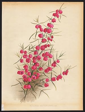 Imagen del vendedor de "Boronia Heterophylla" - Duftglckchen red boronia flowers Blumen flower Blume botanical Botanik Botany a la venta por Antiquariat Steffen Vlkel GmbH