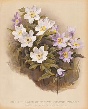 Imagen del vendedor de "Forms of the Wood Windflower (Anemone Nemorosa)" - Buschwindrschen wood anemone windflower flowers Blumen flower Blume botanical Botanik Botany a la venta por Antiquariat Steffen Vlkel GmbH