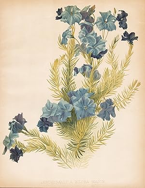 Imagen del vendedor de "Leschenaultia Biloba Major" - blue leschenaultia Australia flowers Blumen flower Blume botanical Botanik Botany a la venta por Antiquariat Steffen Vlkel GmbH